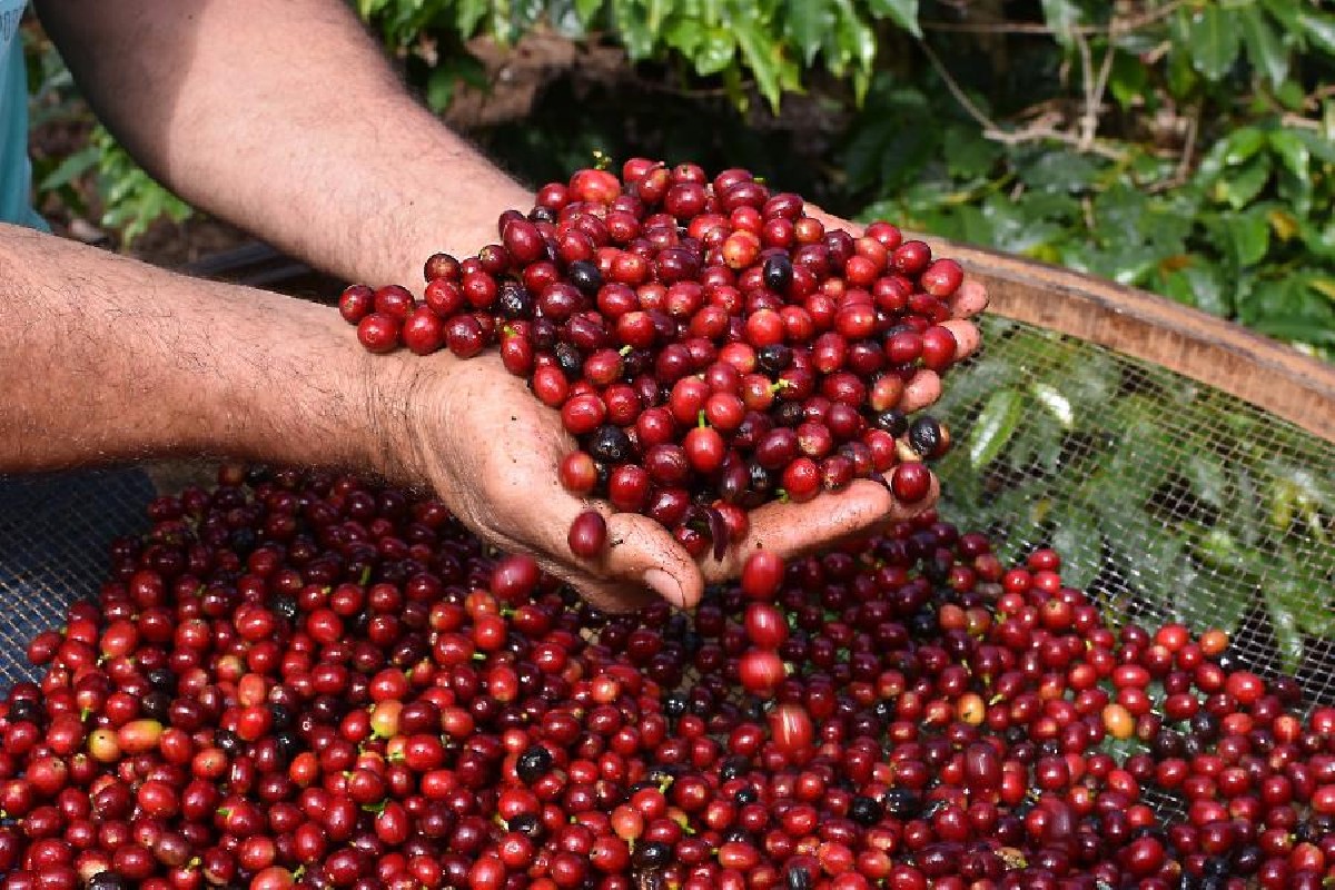 Rota Turística do Café é selecionada para projeto do Governo Federal